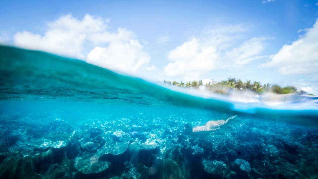 Paradise Cove Resort Naukacuvu Island Eksteriør bilde