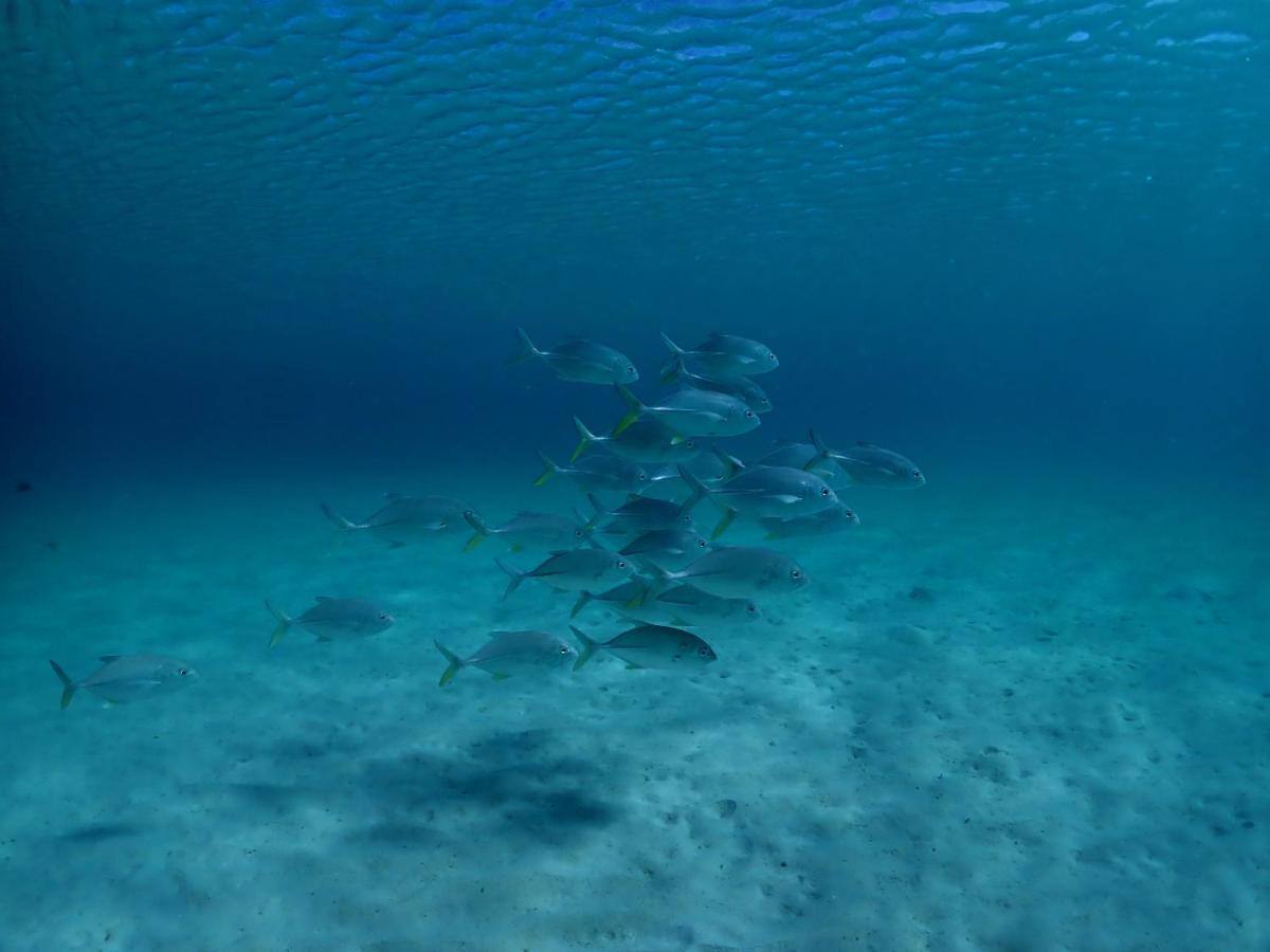 Paradise Cove Resort Naukacuvu Island Eksteriør bilde